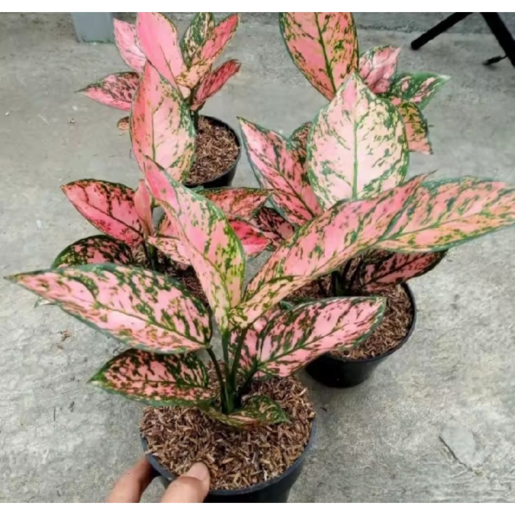 Aglonema Lady Valentine - Tanaman Hias Aglonema Lady Valentine