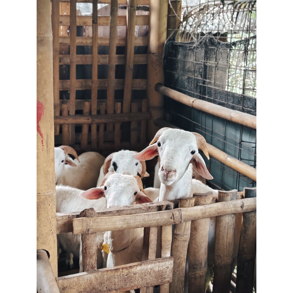 

Domba Qurban 2025 FarmStory Gratis Ongkir Jabodetabek