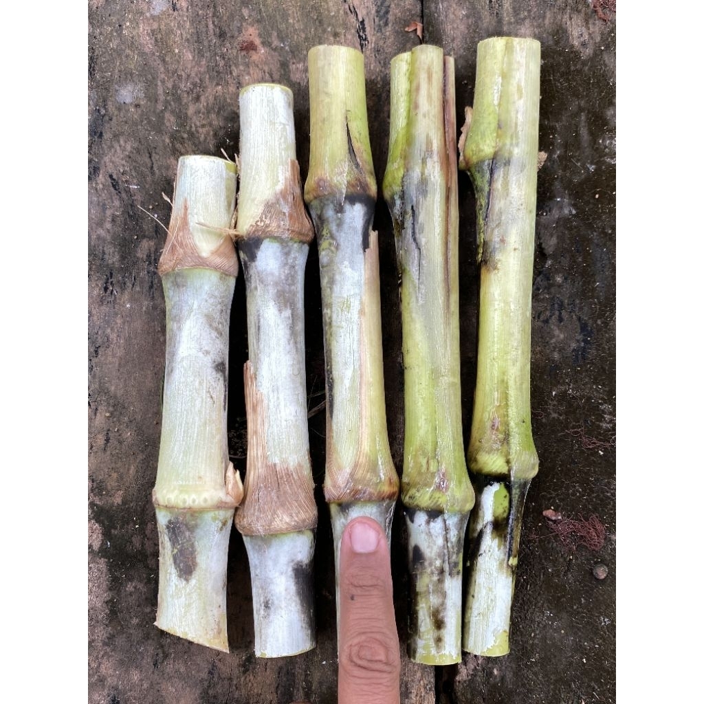 Bibit Rumput Gama Umami Per Stek