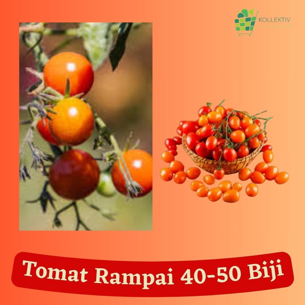 Bibit Tomat Rampai Lampung/ Benih Sayuran