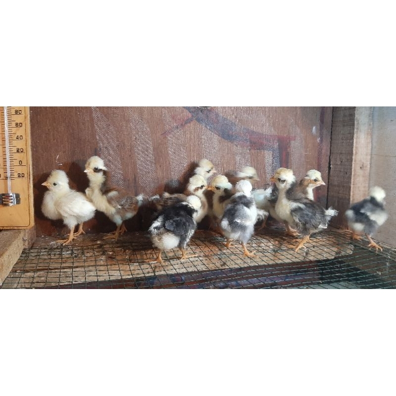 Ayam polandia/Ayam jambul