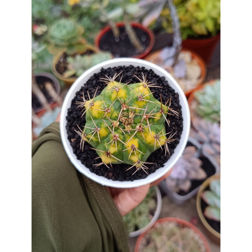 Pot Kaktus pot 8 cm Gymnocalycium Cat Eye dan Lucky Yellow