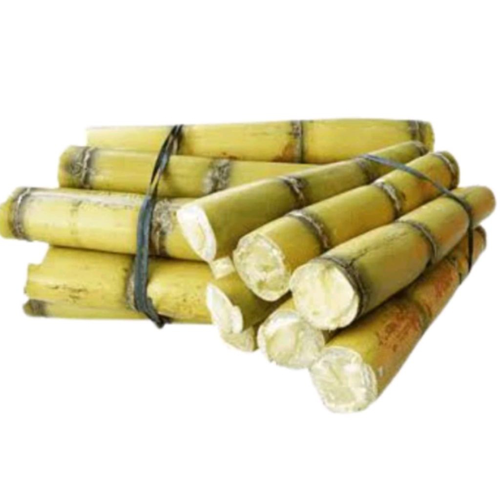 

tebu muning manis dan segar / tersedia untuk konsumsi dan pembibitan