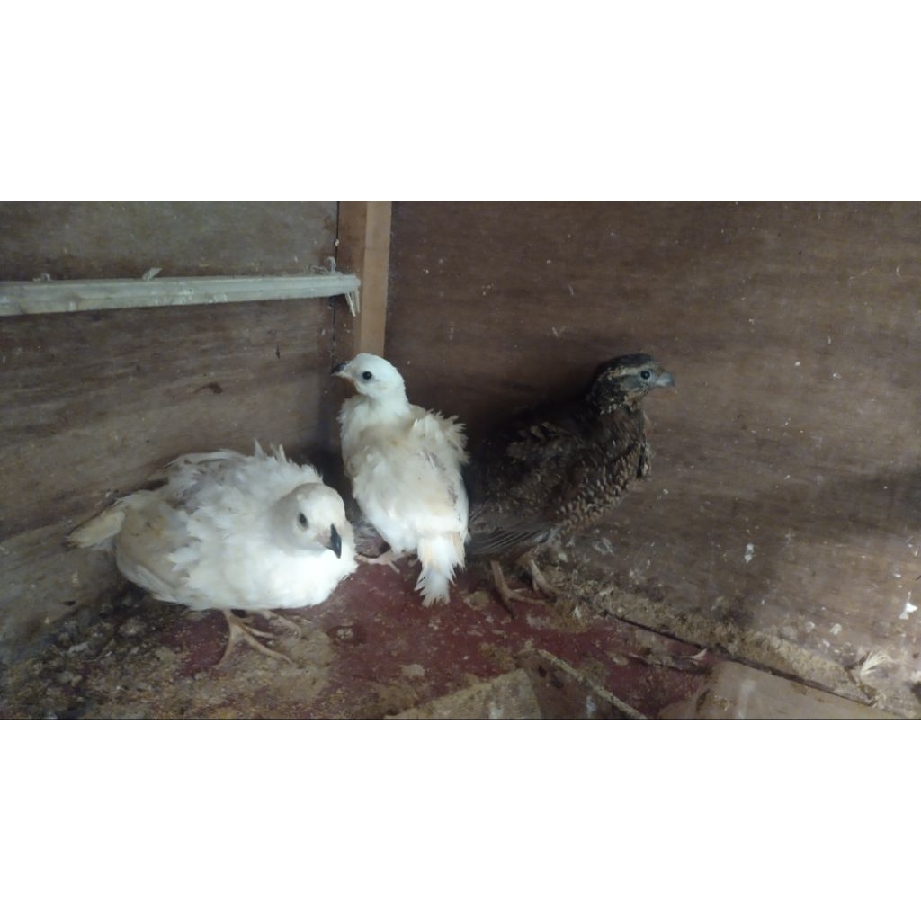 Telur Puyuh Bobwhite putih x Red