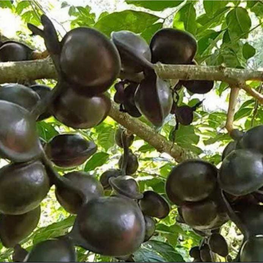 bibit jengkol hasil okulasi