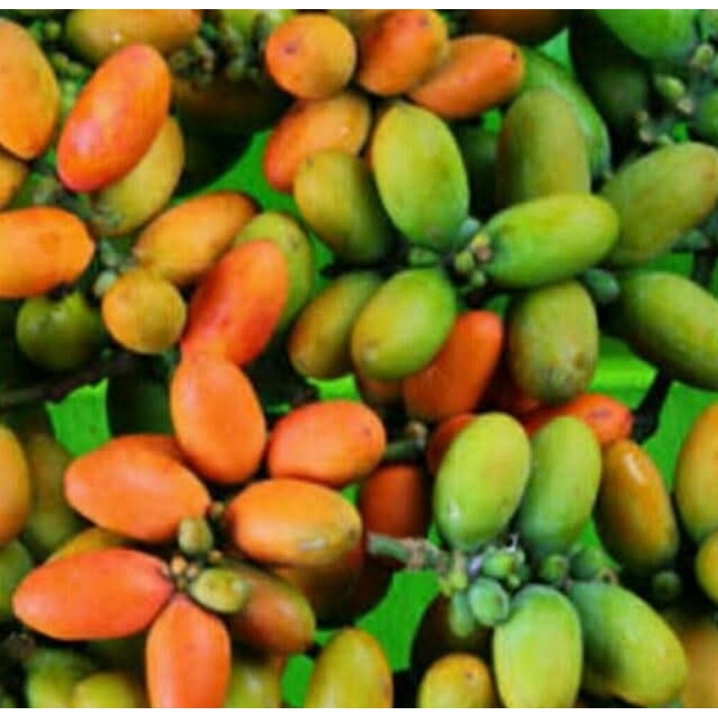 

Buah melinjo fresh / Melinjo 500gr