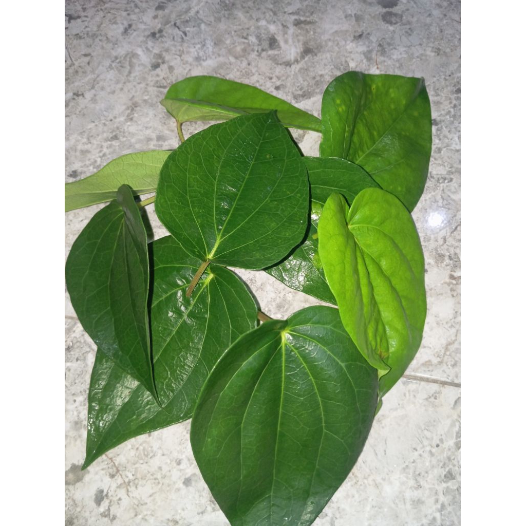 

daun sirih segar