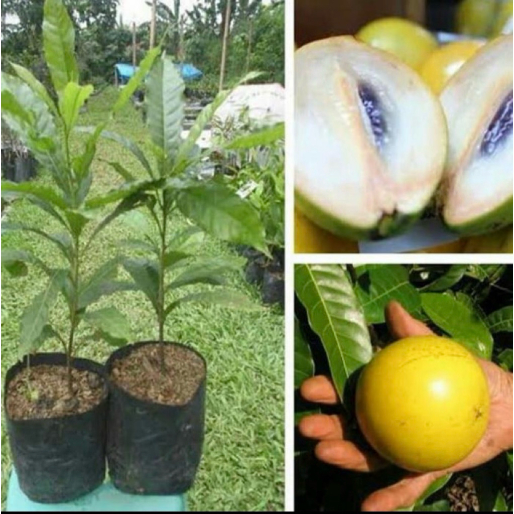 bibit buah sawo abiu / sawo Australia hasil okulasi