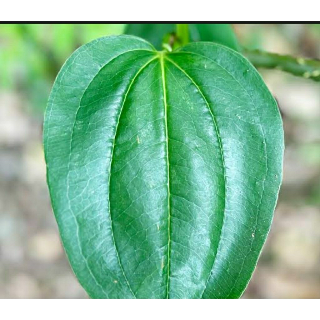

150 GRAM DAUN GADUNG CINA HERBAL