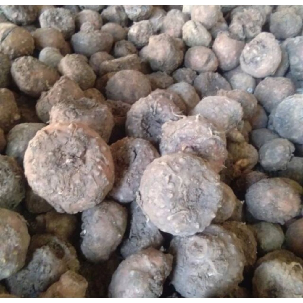 bibit umbi Porang mini per1kg