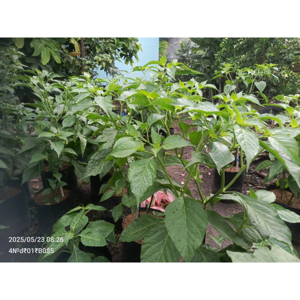 

Tanaman Cabe Rawit Setan Dipolybag