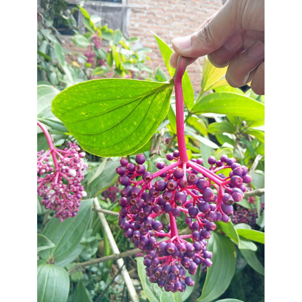 

Parijoto Promil FREE TESTPACK Promo 1 tangkai besar