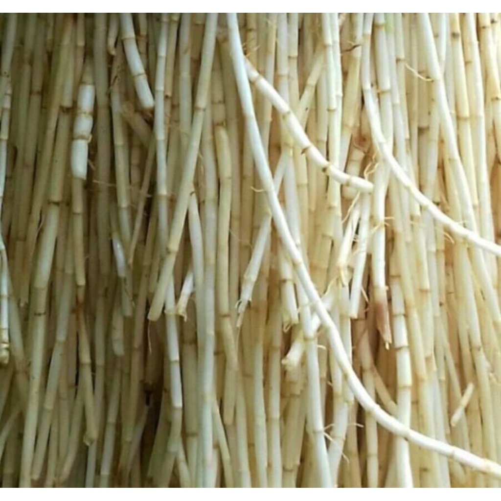 

jual akar alang alang segar 200gr