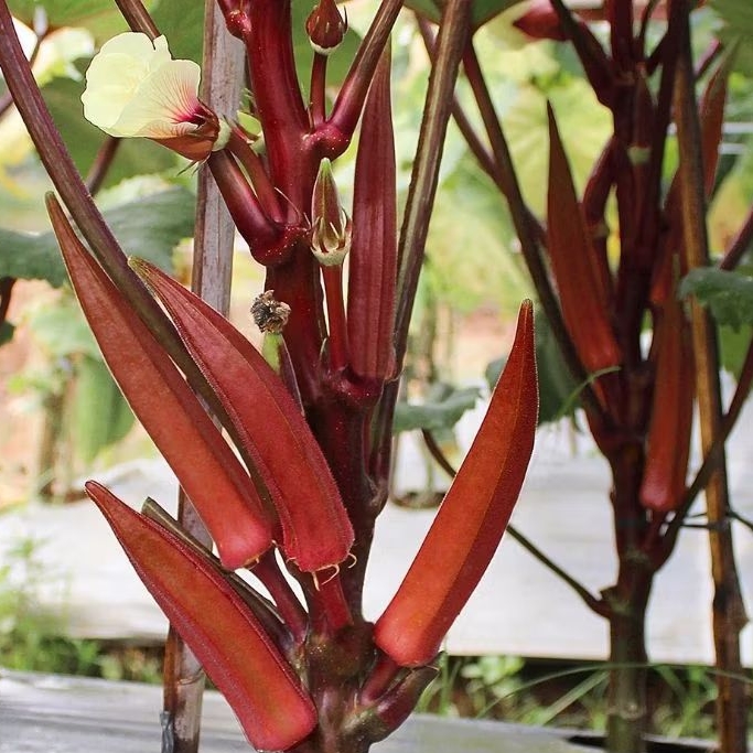 BENIH/BIJI biji RED OKRA/OKRA MERAH (50 butir)