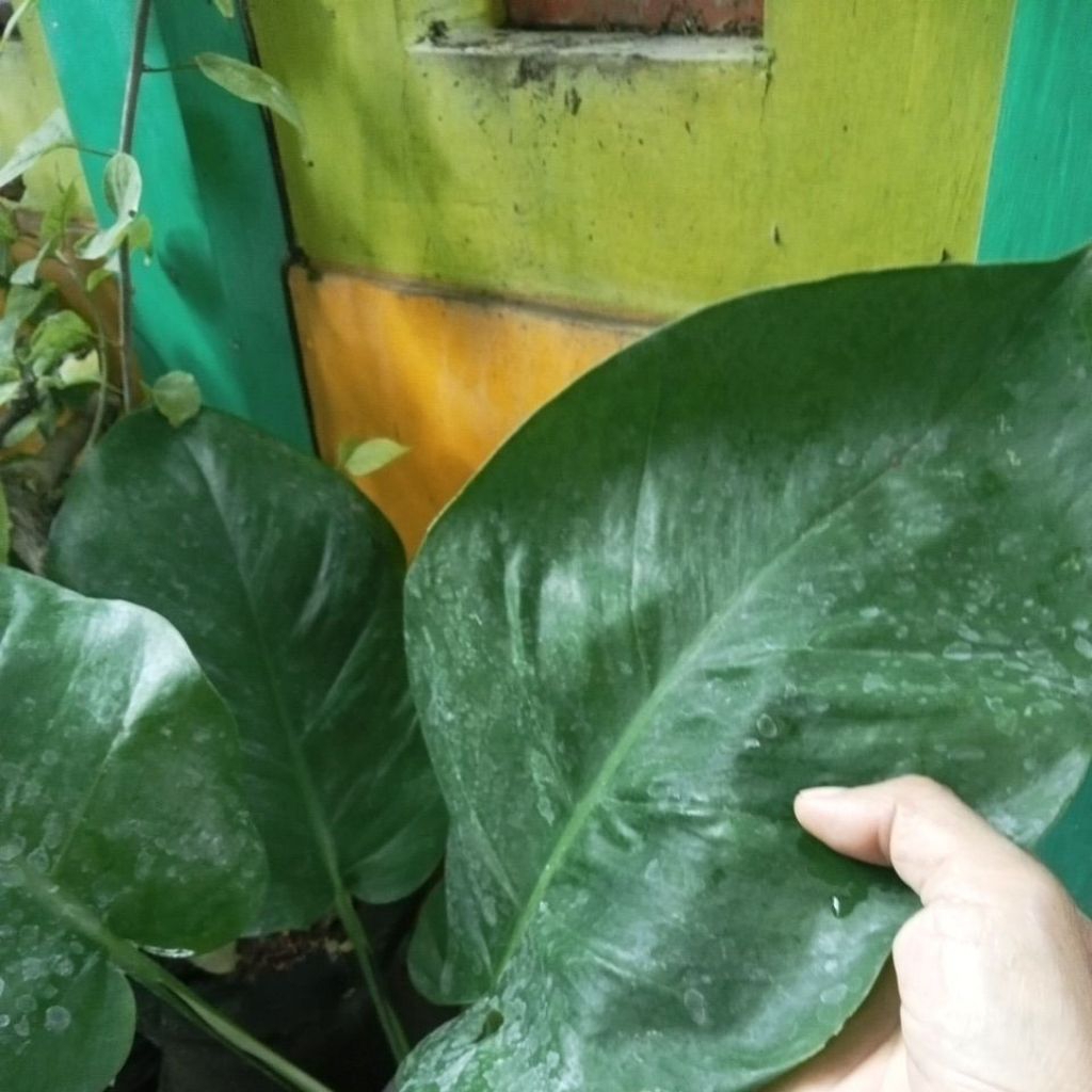 SIRIH HIAS HIJAU JUMBO