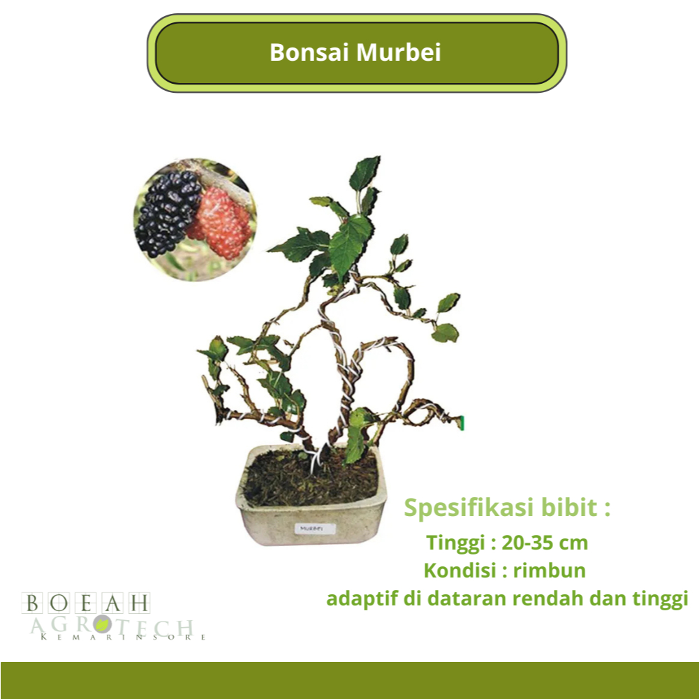 Bonsai Murbei Berbuah Sudah Jadi/Tanaman Bonsai Murbei