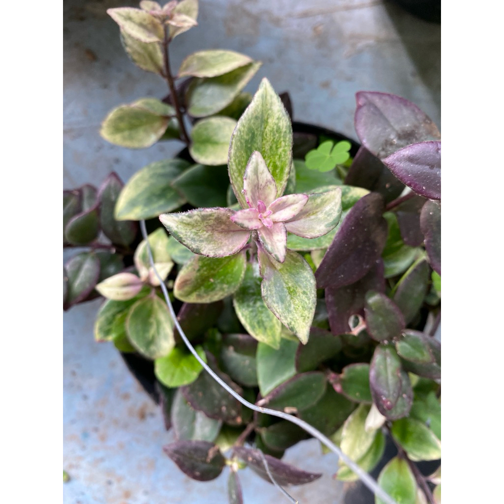 tanaman gantung lipstik varigata