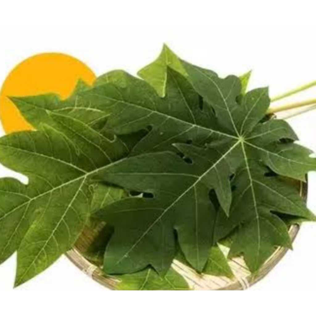 

DAUN. PEPAYA MUDA