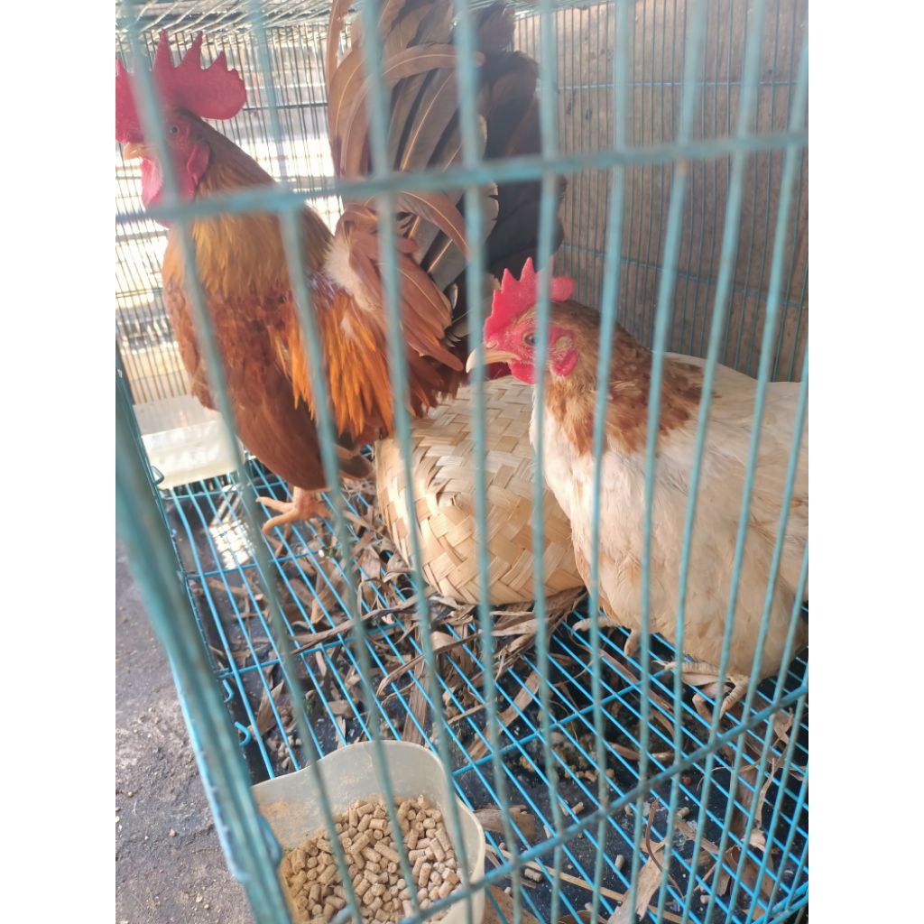 1 PASANG AYAM KATE SIAP TERNAK, POSISI LAGI NELOR