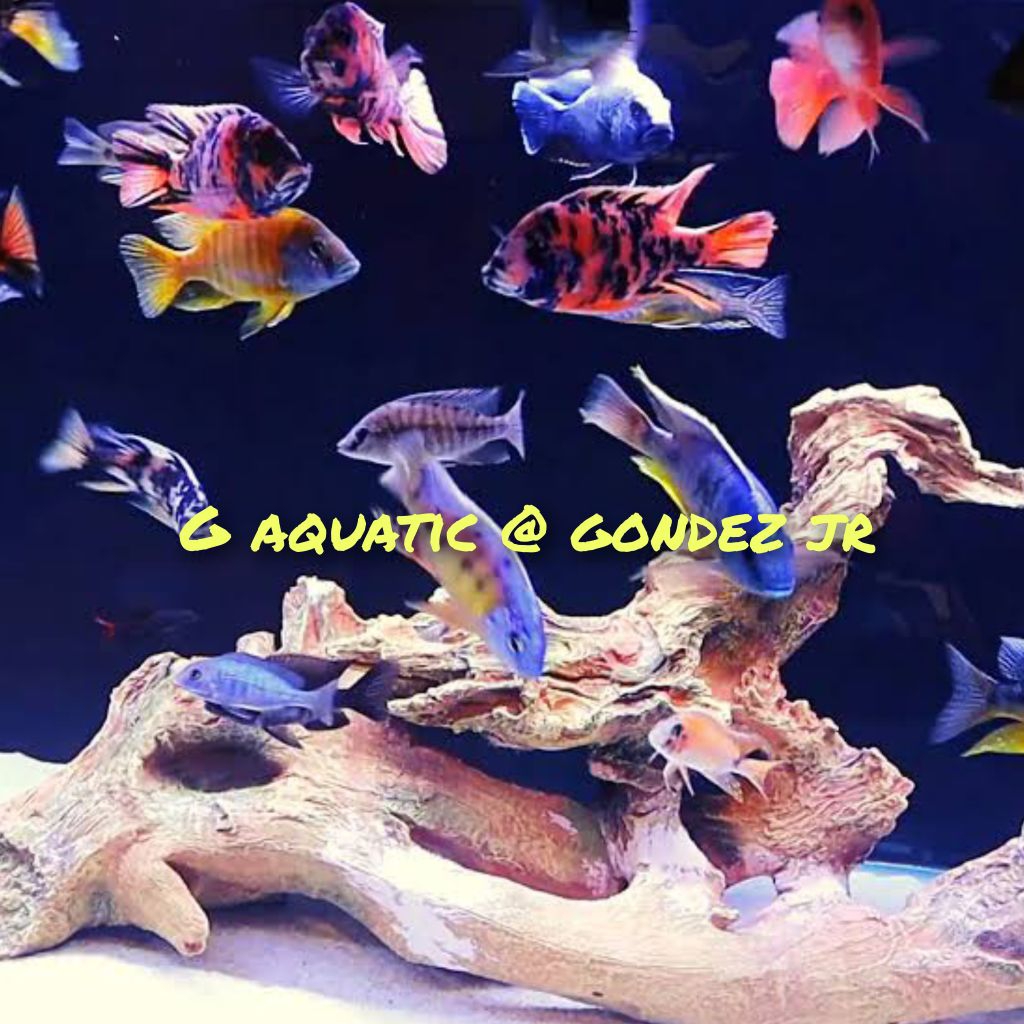 ikan cichlid Afrika size M