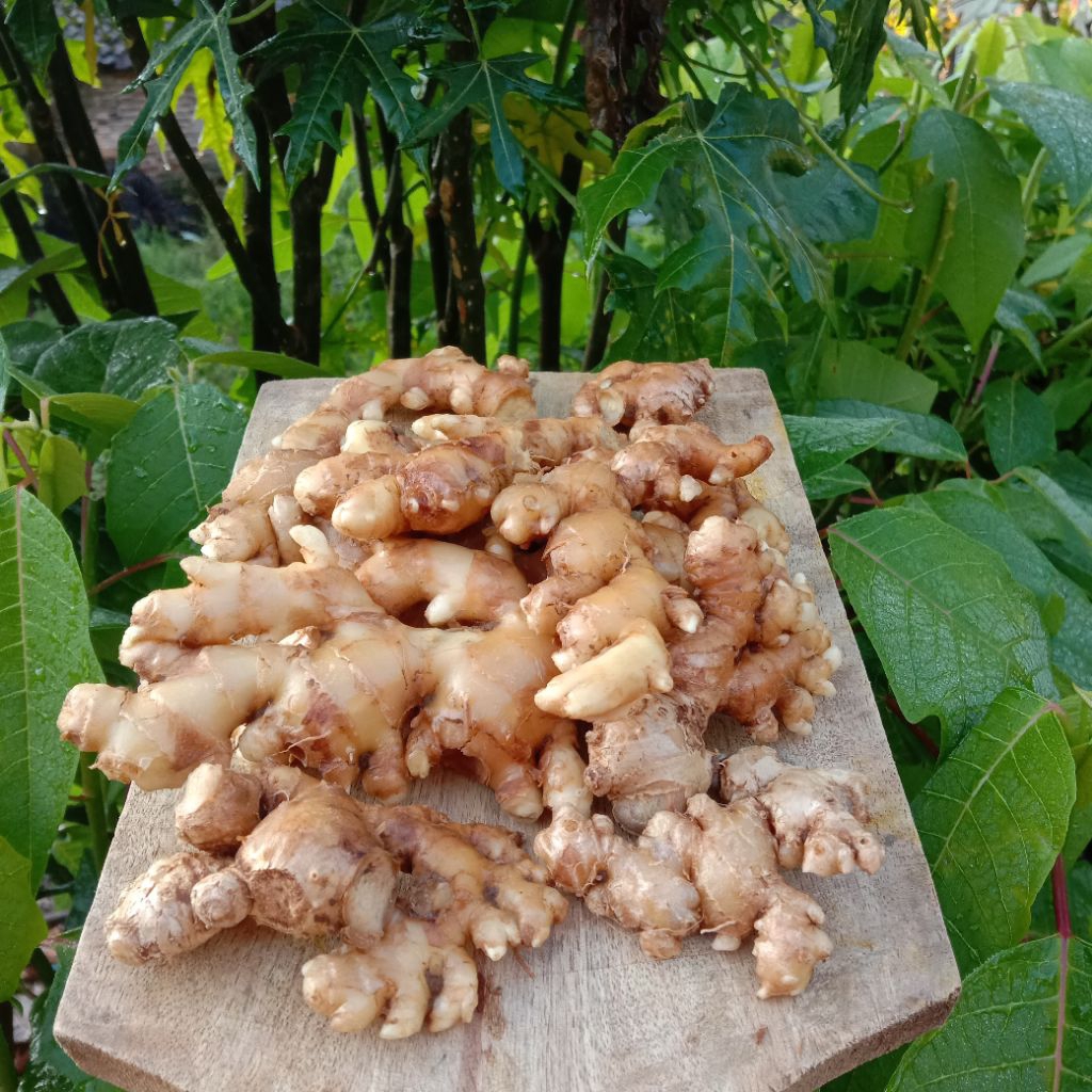 

jahe emprit segar 1kg