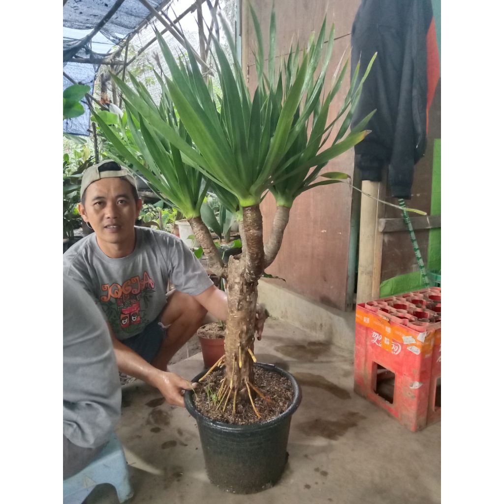 tanaman hias pandan bali cabang 3