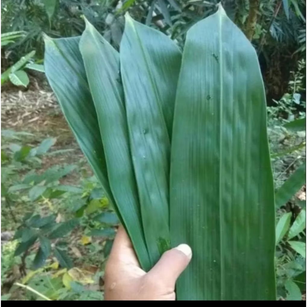 

Daun bambu segar perhelai(lembar) /daun bambu segar jumbo siap pakai