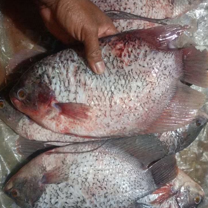 

Ikan gurame segar fresh (bersih) 500 gram 1 ekor