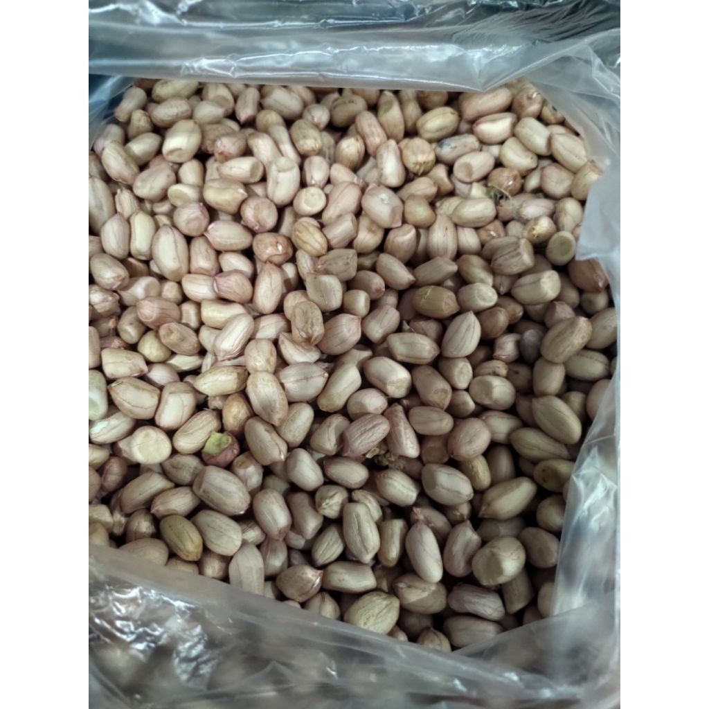 

kacang tanah