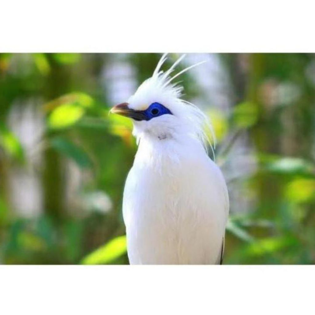 

Telur burung jalak bali untuk di tetaskan telur fertil siap tetas