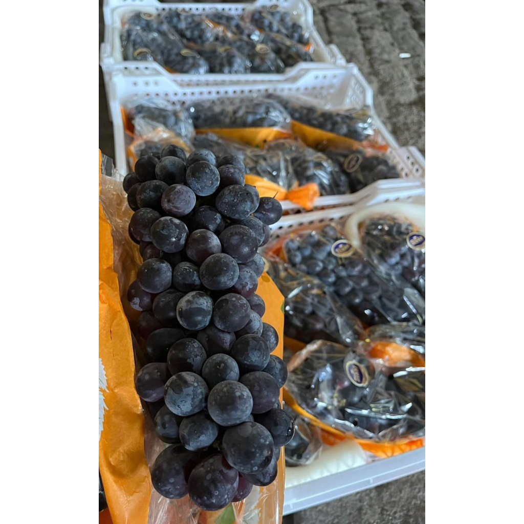 

Anggur Autum Black Summer