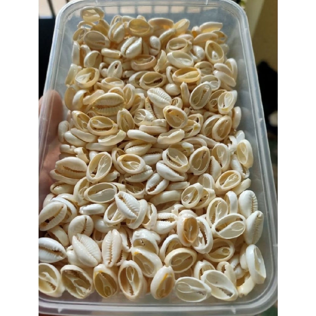 Kerang Kuwuk Kupas (Glossy/Mengkilap) harga per 10pcs Ukuran Besar (2cm), Ukuran Sedang (1,5cm), Uku