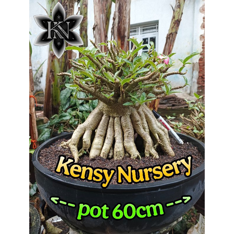 ADENIUM SUPER | ADENIUM KONTES | BONSAI ADENIUM | ARABICUM SUPER | ADENIUM IMPORT