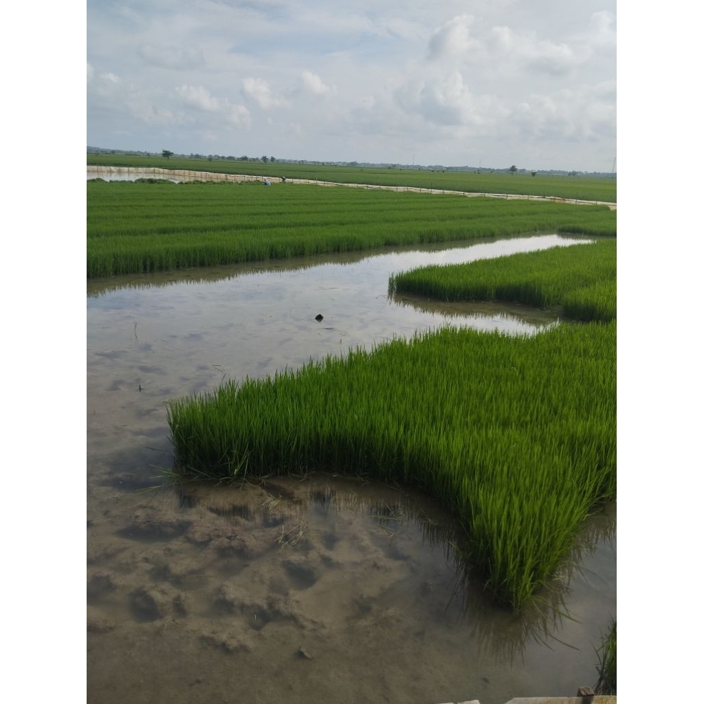 saya jual bibit padi siap tanam. 100grm.