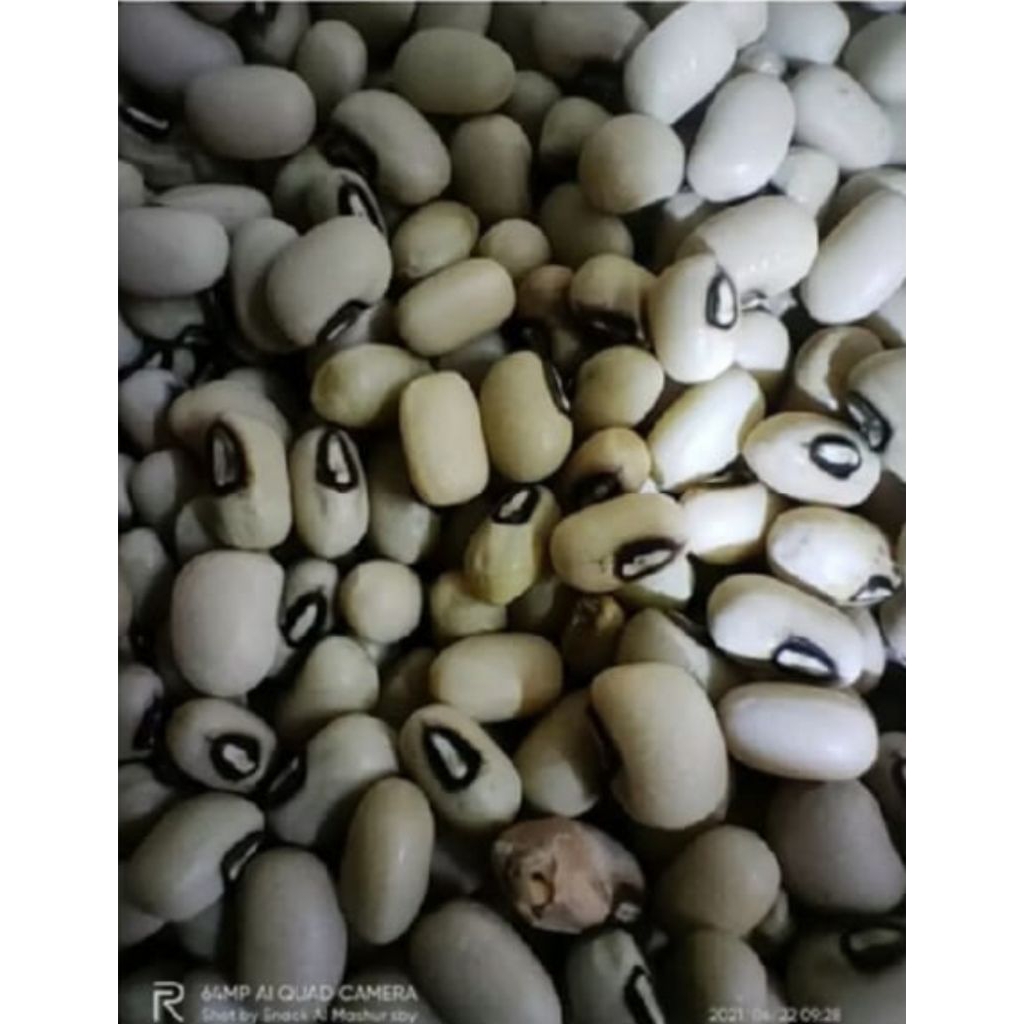 

KACANG OTOK/ BERAS MADURA MENTAH (kemas 1kg)