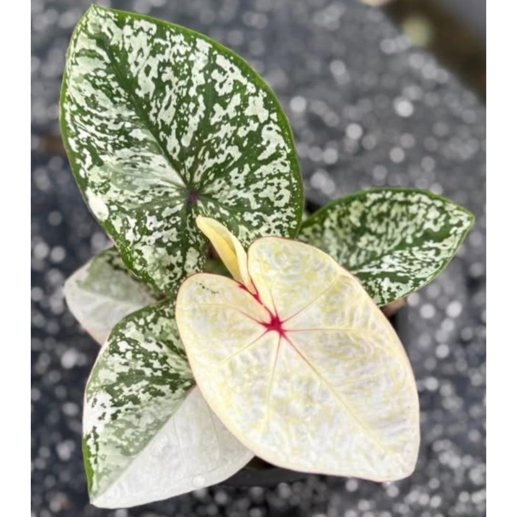 caladium Thai series
