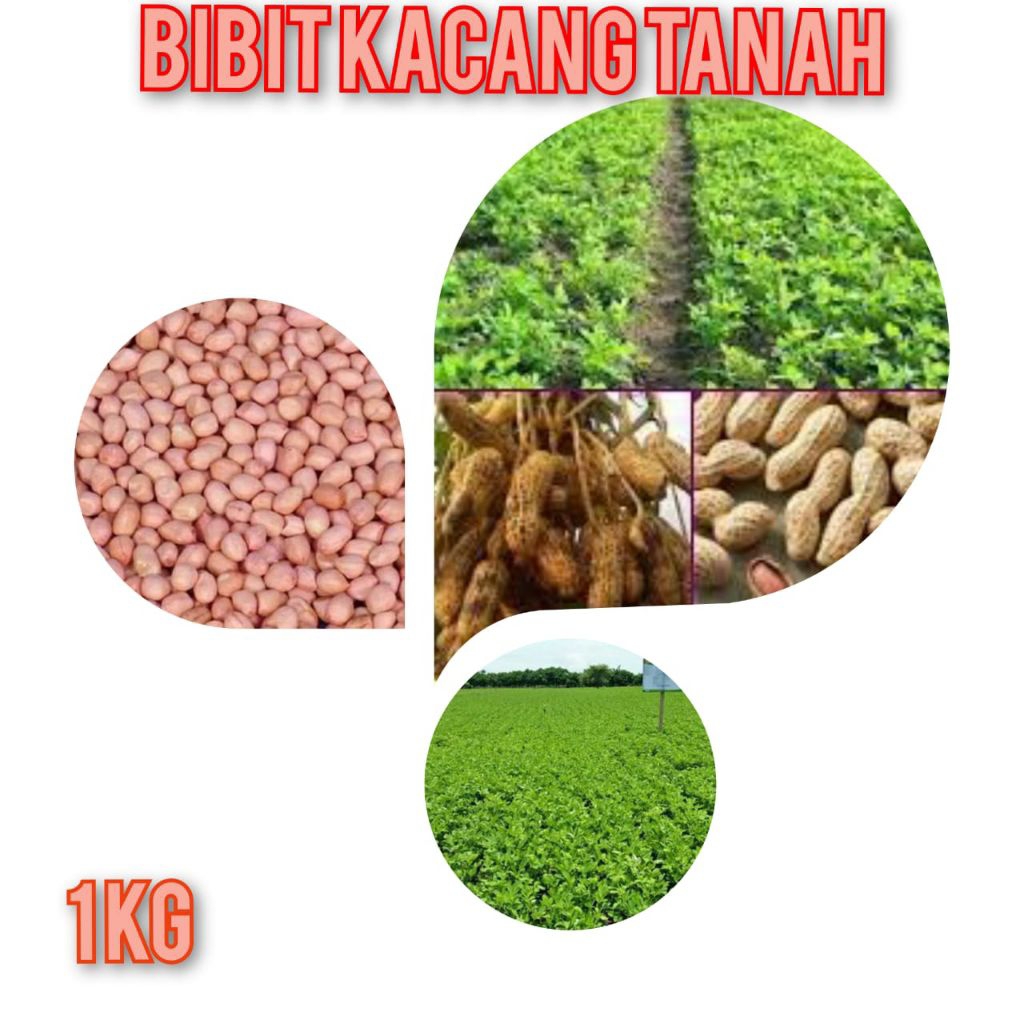 benih kacang tanah jumbo super hibrida 1 kg