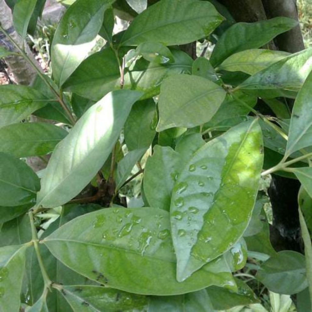 

daun salam segar di petik dadakan 250grm