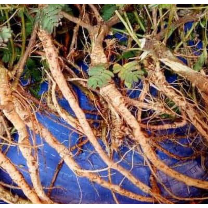 

Akar Putri Malu 100gr Segar Herbal Tradisional