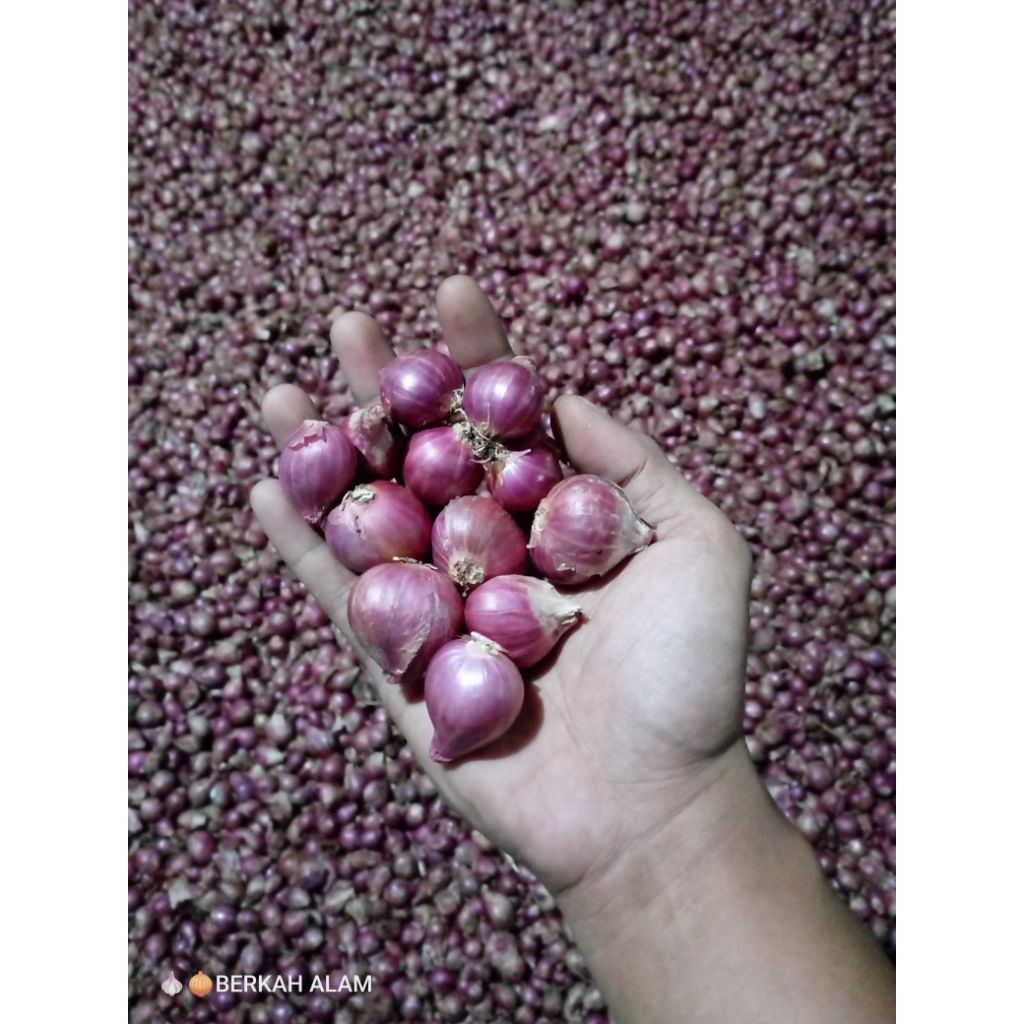 

Bawang Merah Probolinggo