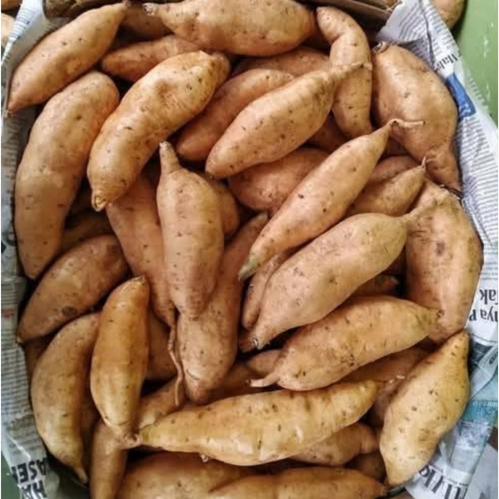 

Ubi 500 gram Ase Ubi Kuning Ubi Ungu Singkong Ketan Mentah Fresh