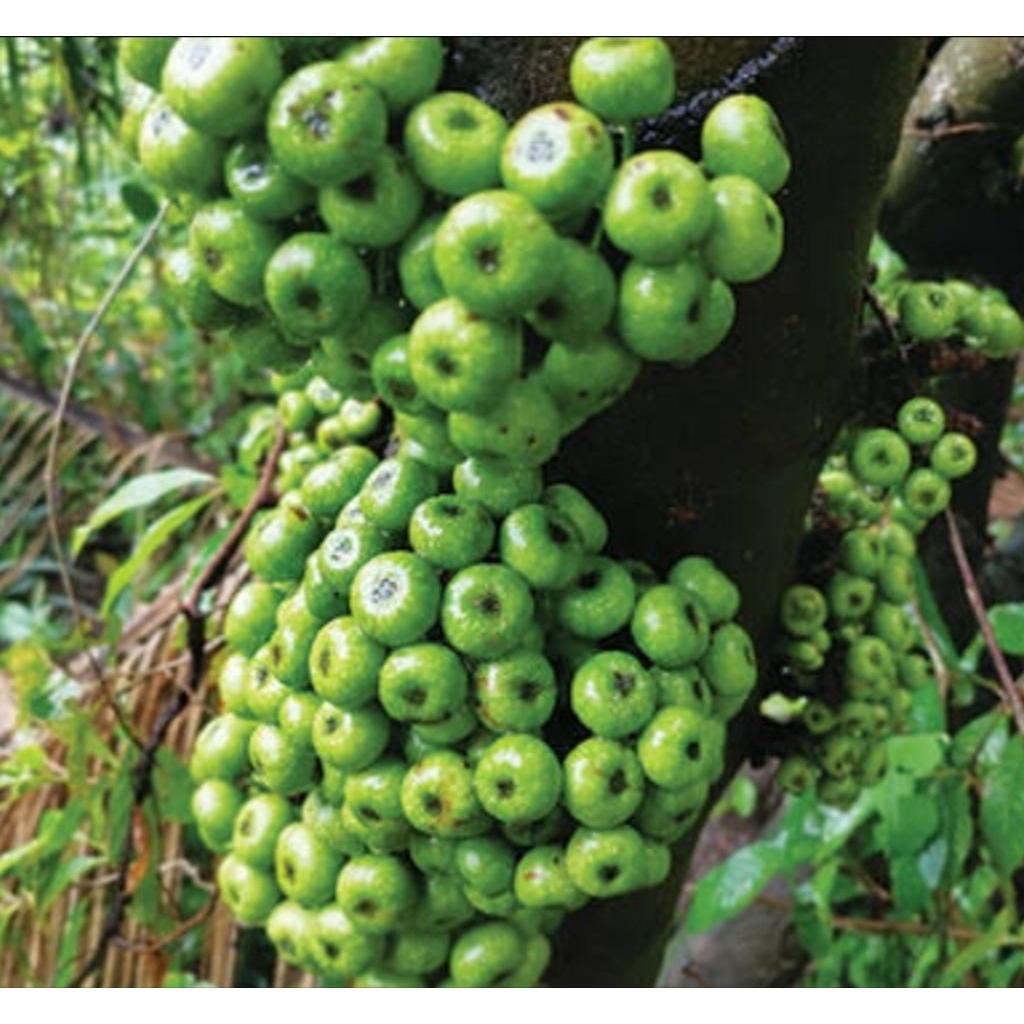 

Buah loa segar buah Ara segar 500 gram