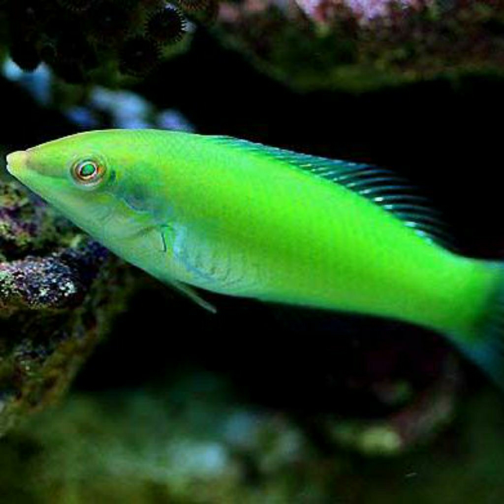 

IKAN HIAS LAUT KELING IJO