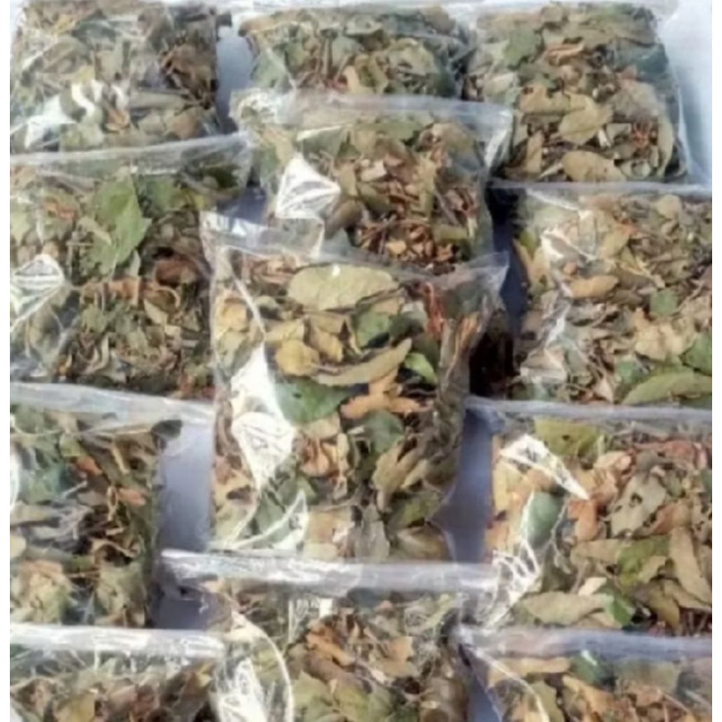 

Benalu Kelor Kering Per 1Kg Obat Herbal Menurunkan Kadar Gula Darah