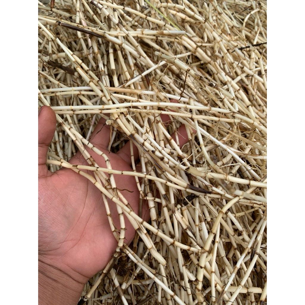 

Akar alang-alang segar produk alami ready stok per 500g