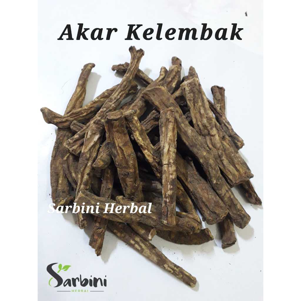 

Akar Klembak Kering/Kering Akar Klembak 500 gram / 1000 gram / Simplisia Kering Akar Klembak Garansi Terjamin 100% Asli Murni / Bahan Akar Klembak Kering / Bahan Akar Klembak Premium / Jamu Herbal Akar Klembak Tradisional Tanpa Bahan Pengawet