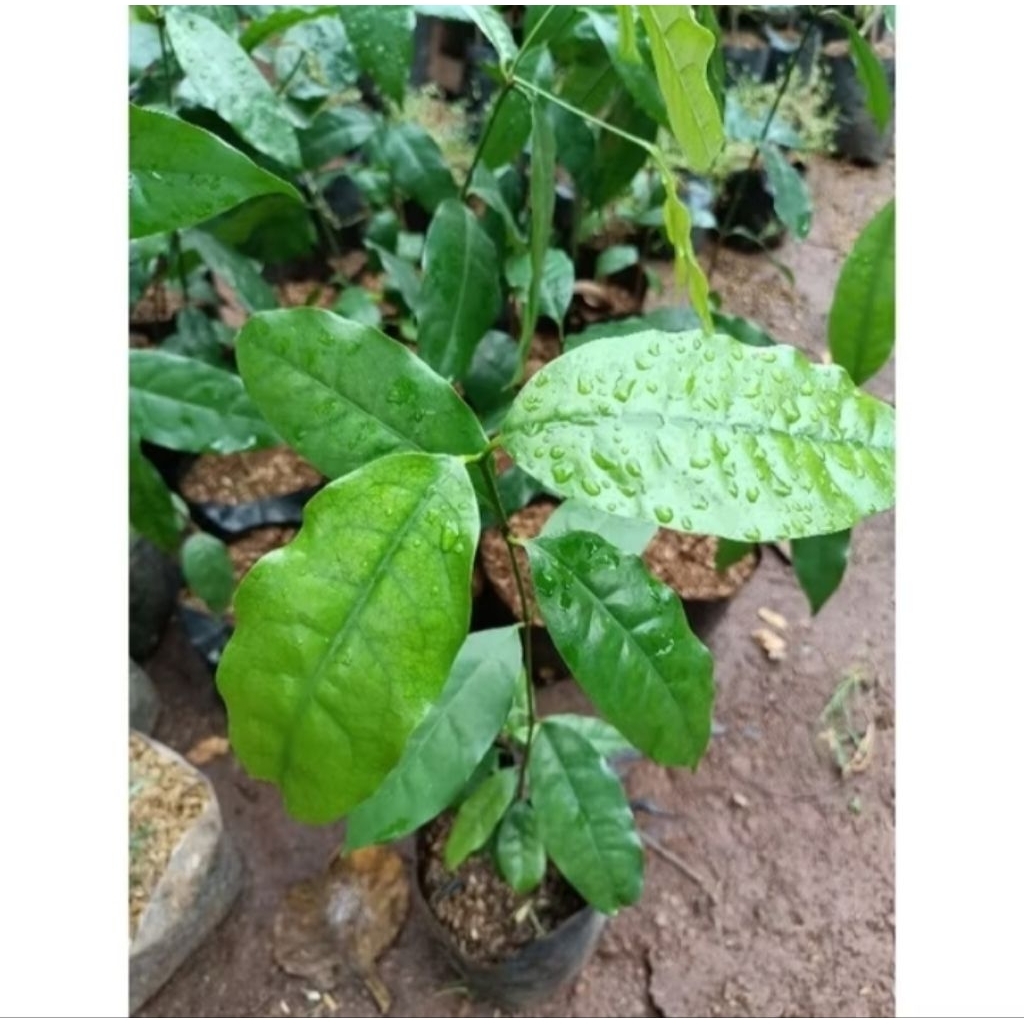 Bibit melinjo,bibit tanaman melinjo siap tanam