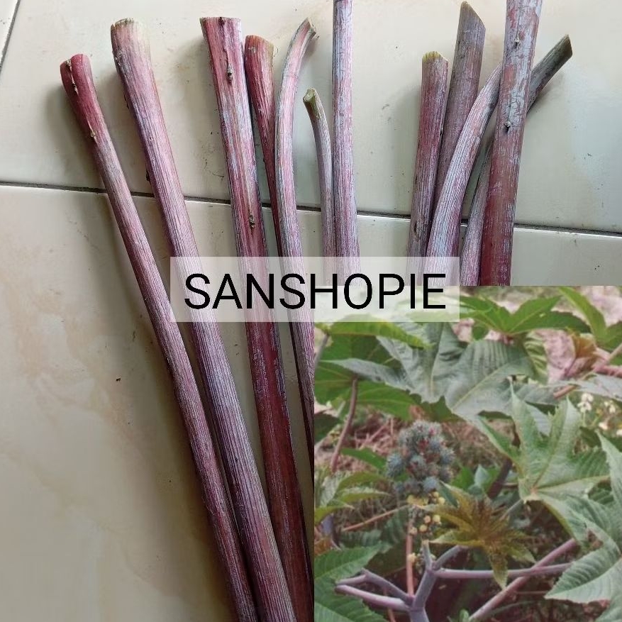 

Jual batang jarak jinten jarak merah paket 20 batang