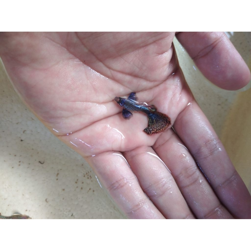 Ikan Hias Guppy Dragon Big Ear Halfmoon Good