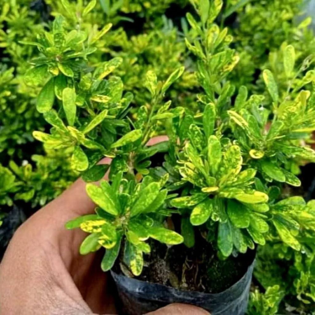 Saeng Simbur Micro Variegata